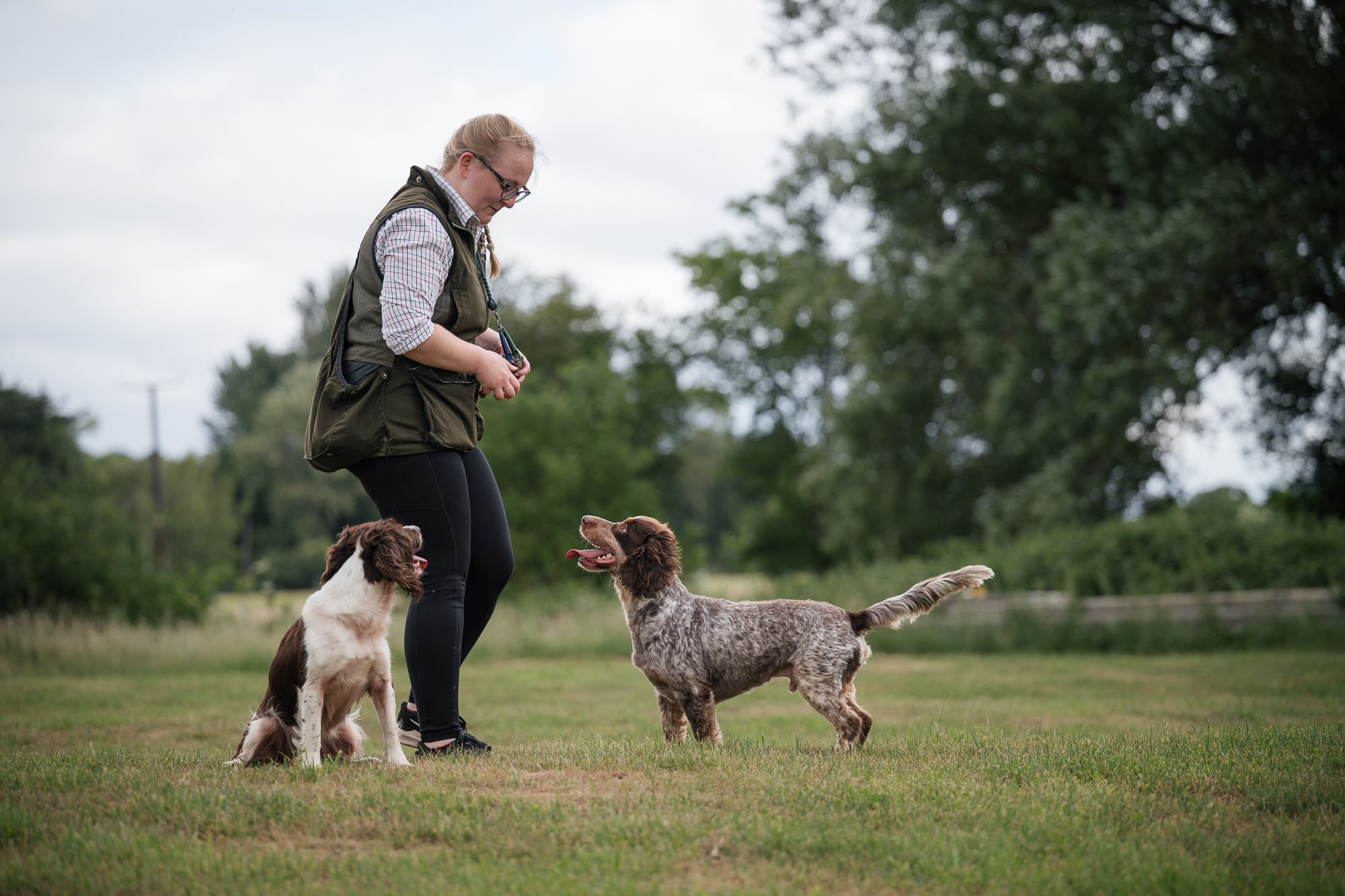 Spaniels steady off lead